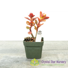 Mini Jade (Red) (KJ02)