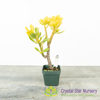 Mini Jade (Yellow) (KJ01)