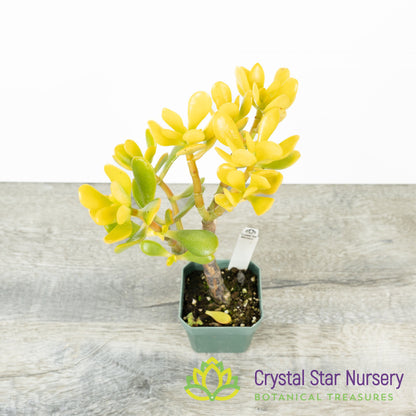 Mini Jade (Yellow) (KJ01)
