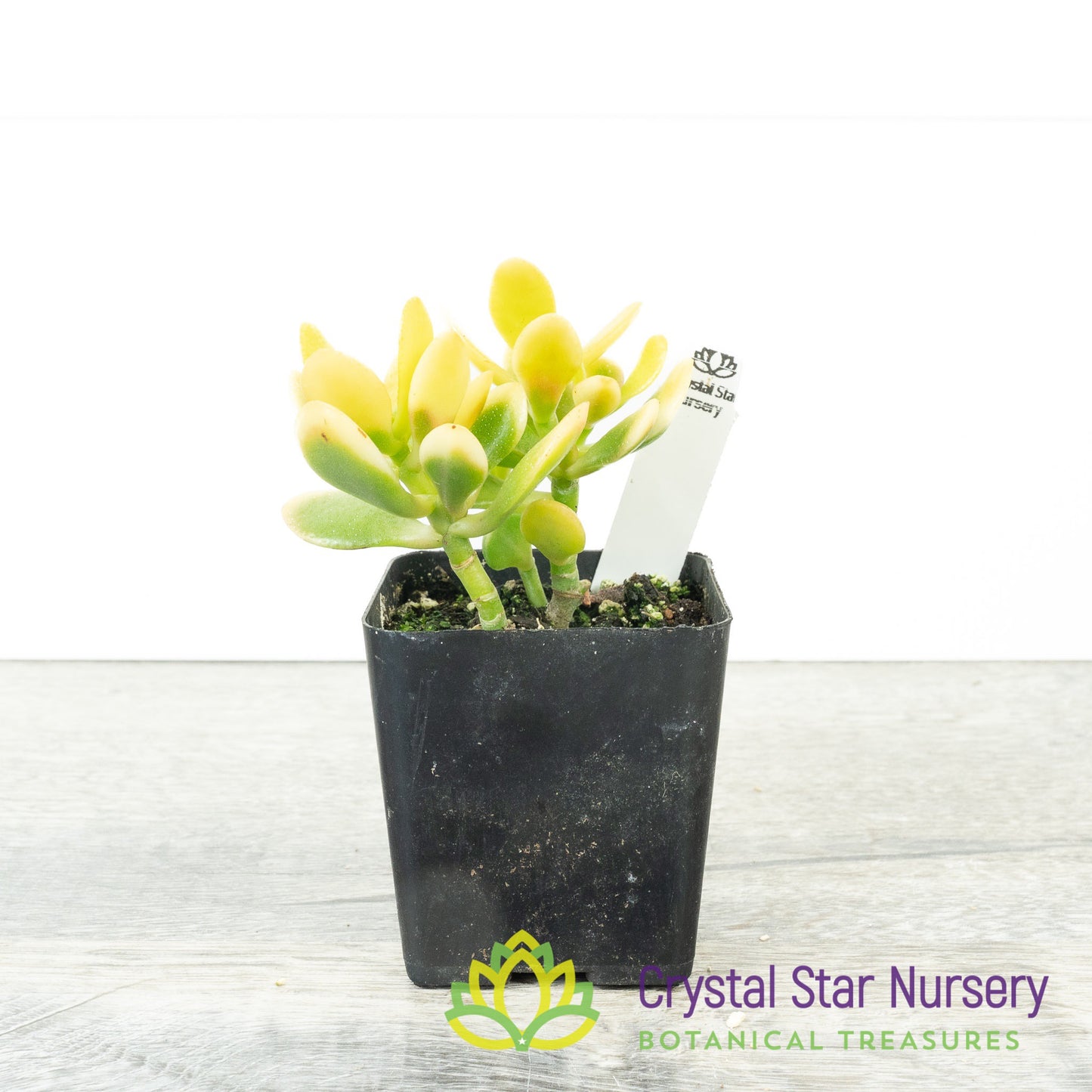 Mini Jade (Yellow) (KJ01)