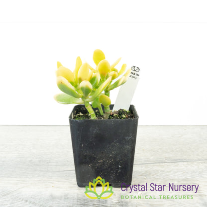Mini Jade (Yellow) (KJ01)