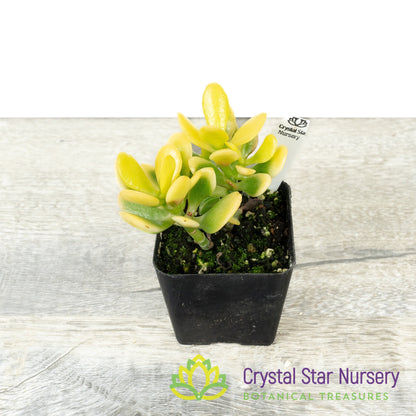 Mini Jade (Yellow) (KJ01)