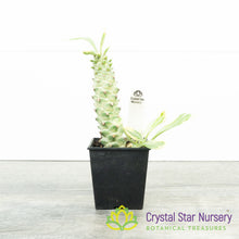 Monadenium Stapelioides Variegata