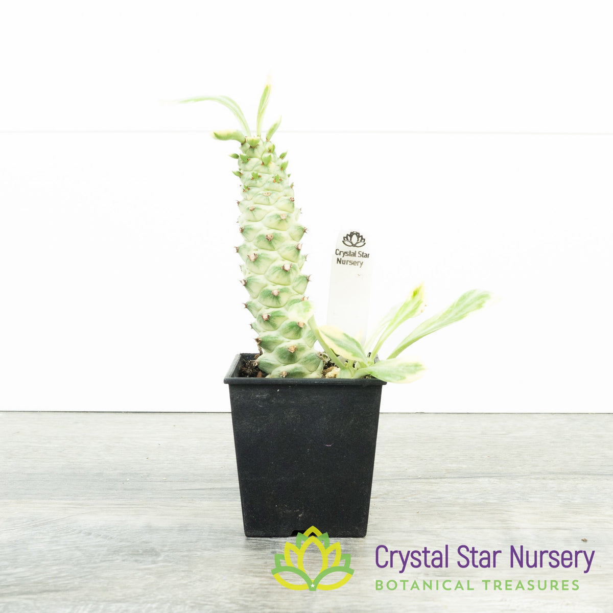 Monadenium Stapelioides Variegata