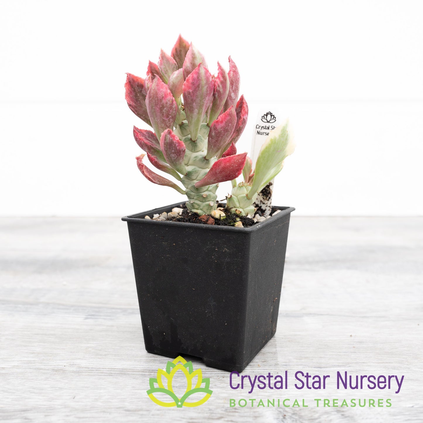Monadenium Stapelioides Variegata