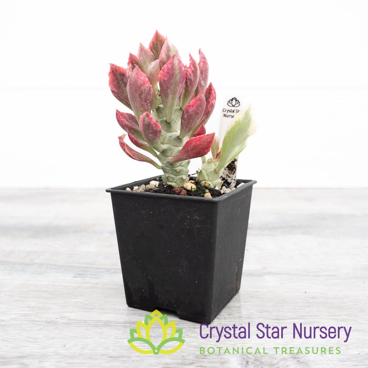 Monadenium Stapelioides Variegata