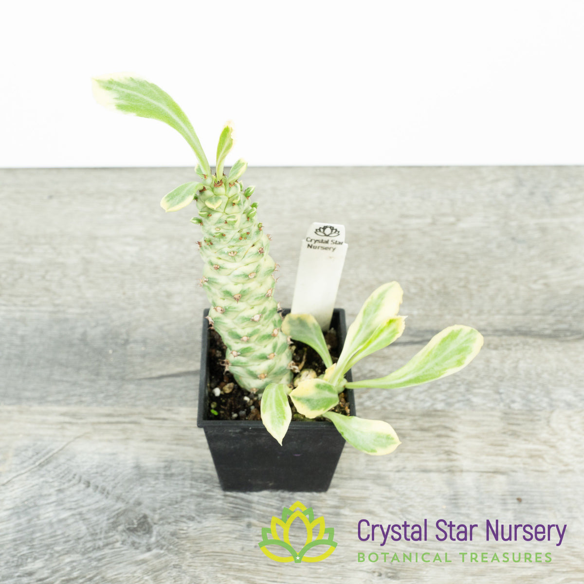 Monadenium Stapelioides Variegata