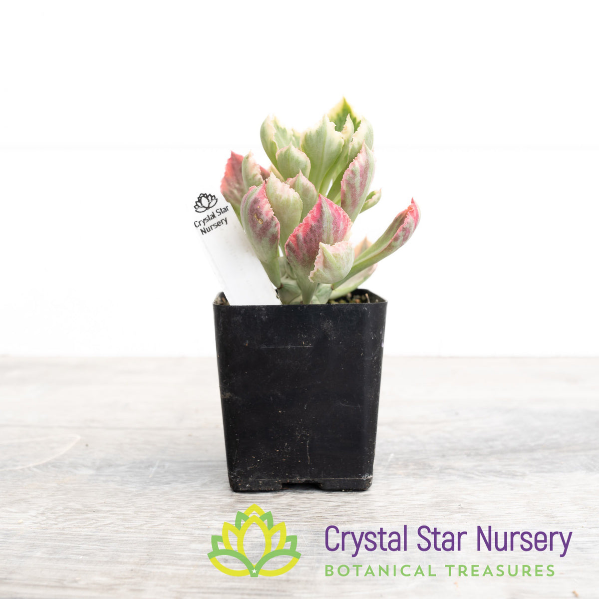 Monadenium Stapelioides Variegata