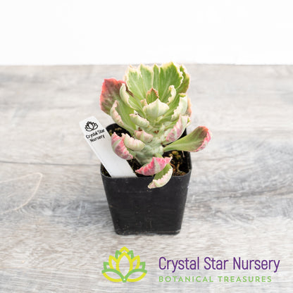 Monadenium Stapelioides Variegata