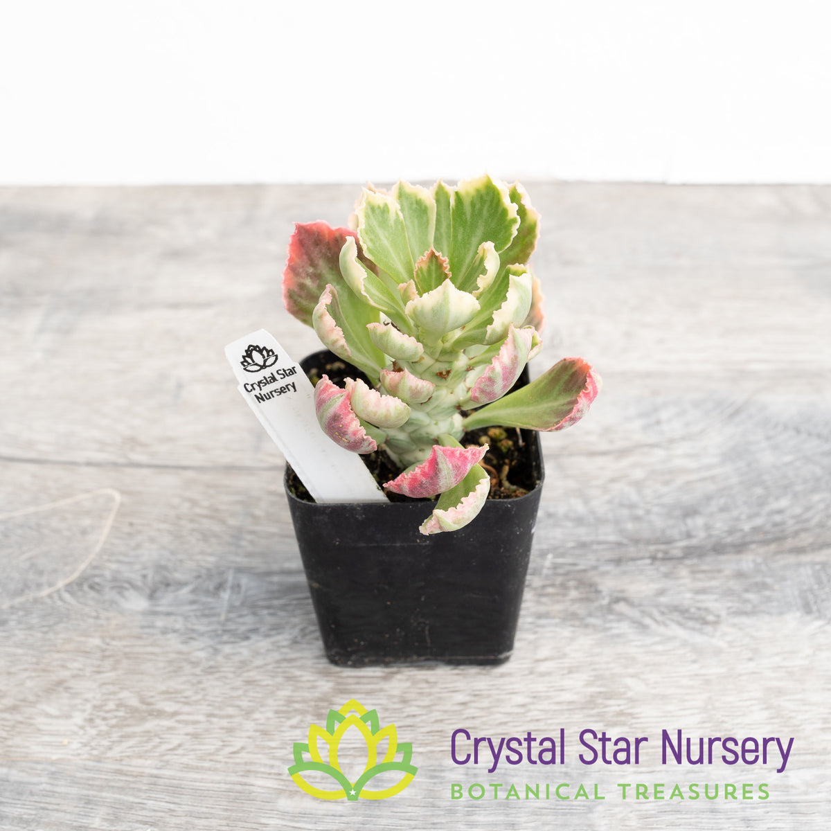 Monadenium Stapelioides Variegata