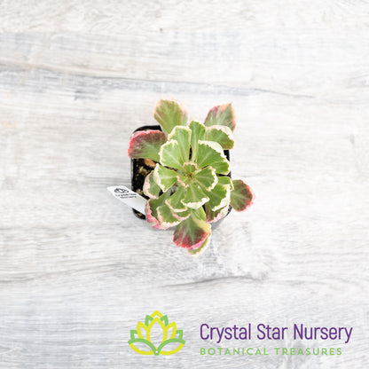Monadenium Stapelioides Variegata