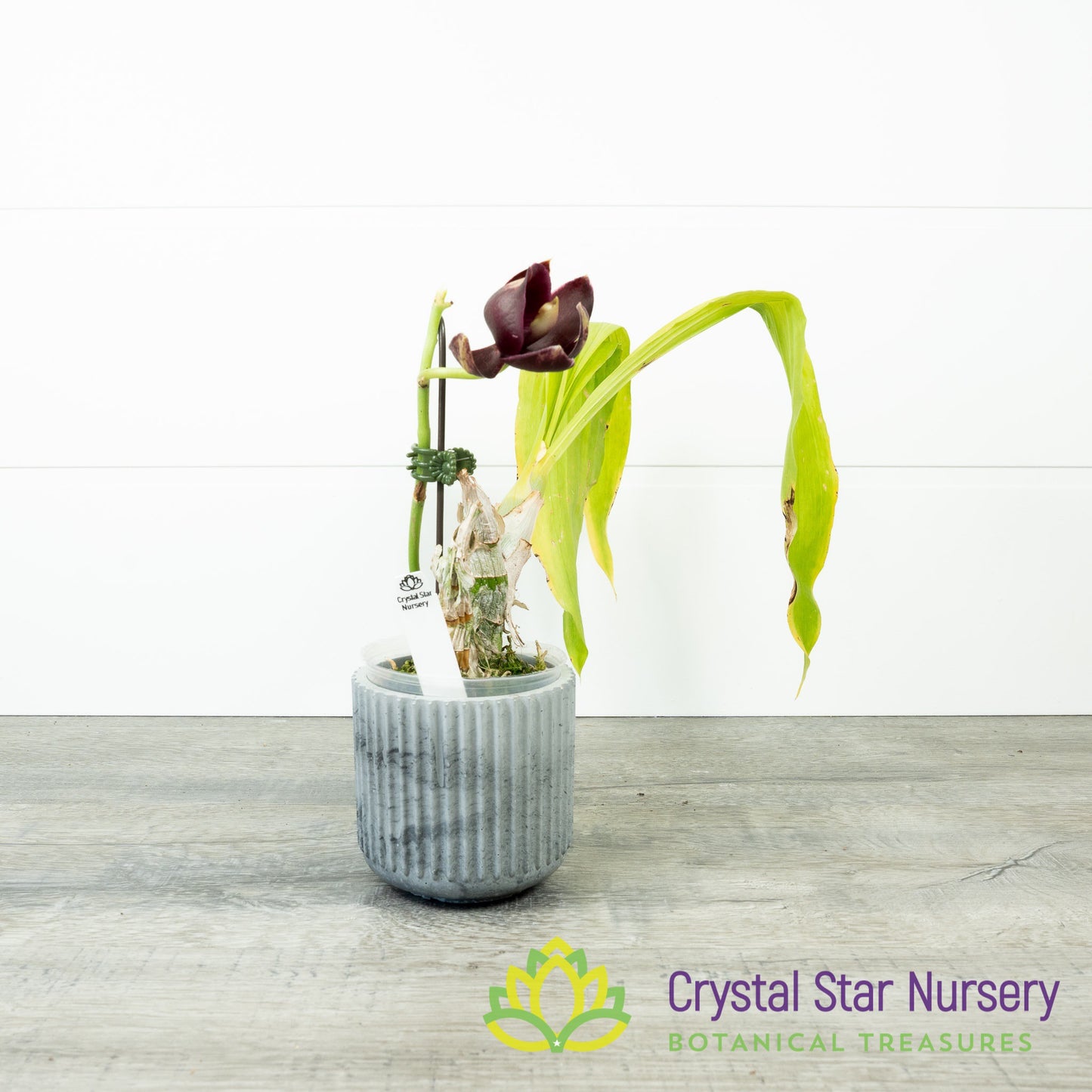 Monnierara Jumbo Delight 'Black Onyx'