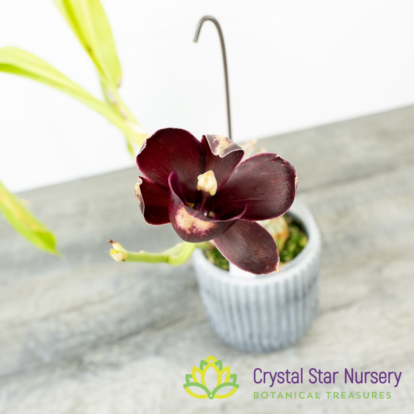 Monnierara Jumbo Delight 'Black Onyx'