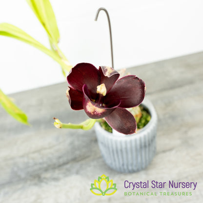 Monnierara Jumbo Delight 'Black Onyx'