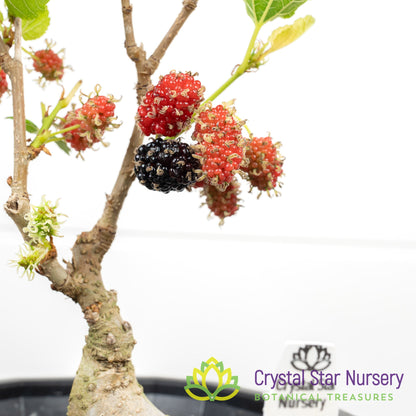 Morus Nigra (Black Mulberry) Trained Pre-bonsai