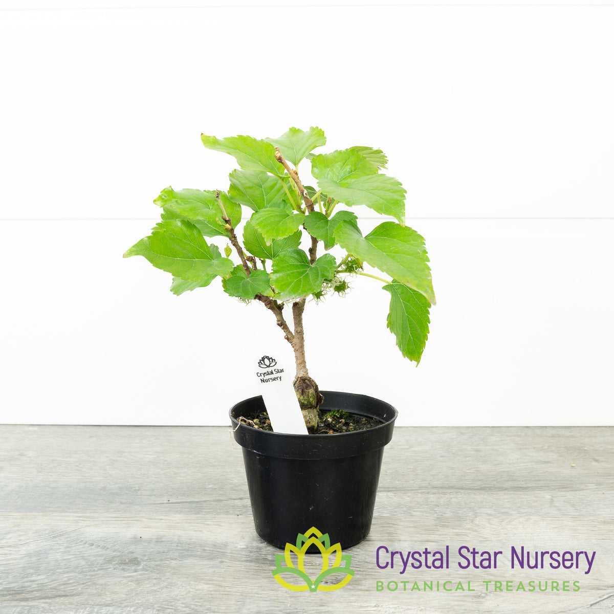 Morus Nigra (Black Mulberry)