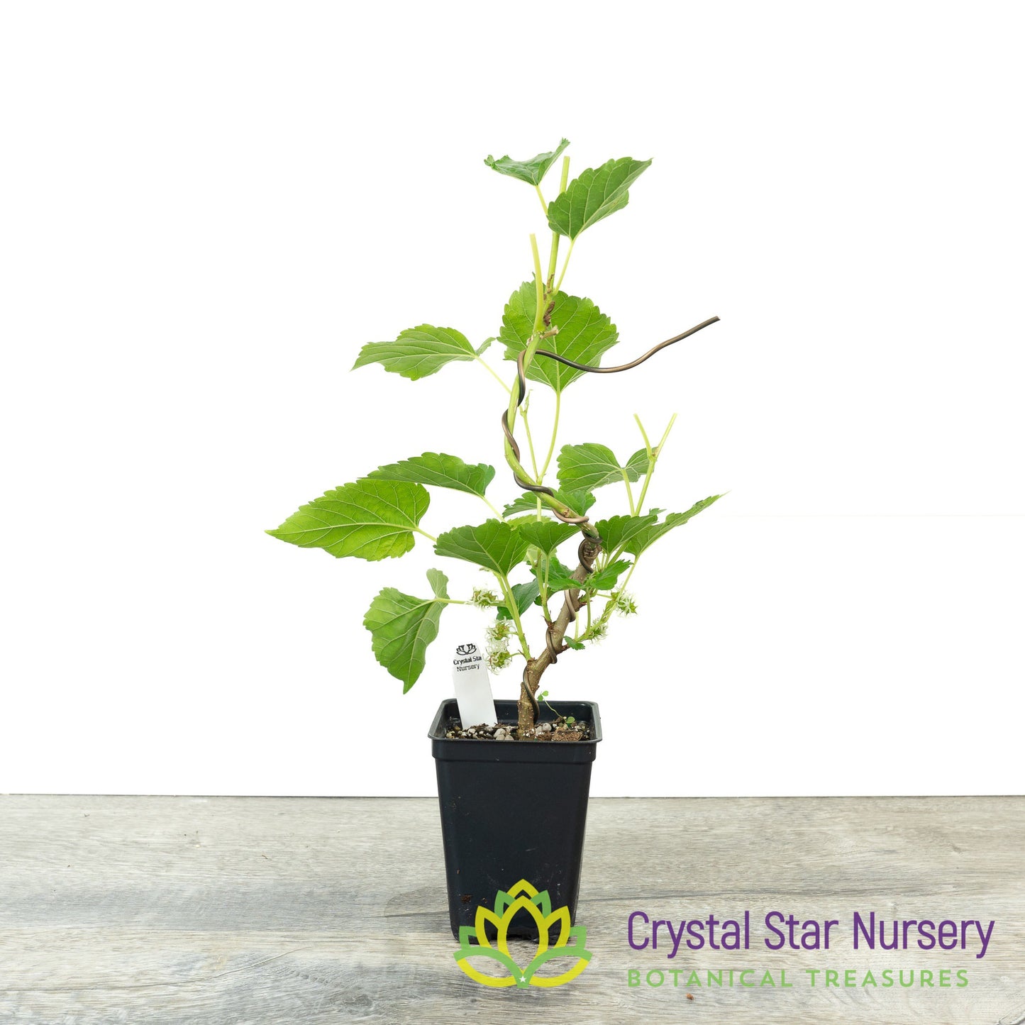 Morus Nigra (Black Mulberry) Trained Pre-bonsai