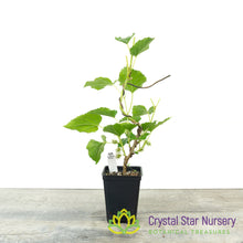 Morus Nigra (Black Mulberry) Trained Pre-bonsai