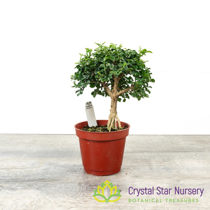 Murraya Paniculata Dwarf Root Exposed Pre-Bonsai
