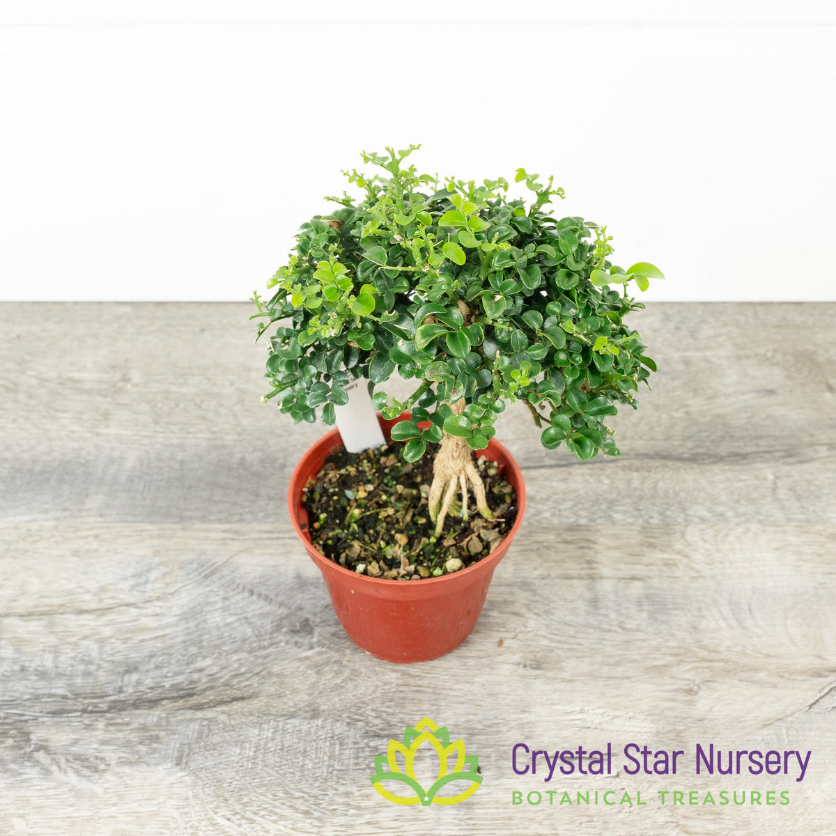 Murraya Paniculata Dwarf Root Exposed Pre-Bonsai