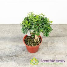 Murraya Paniculata Dwarf Root Exposed Pre-Bonsai