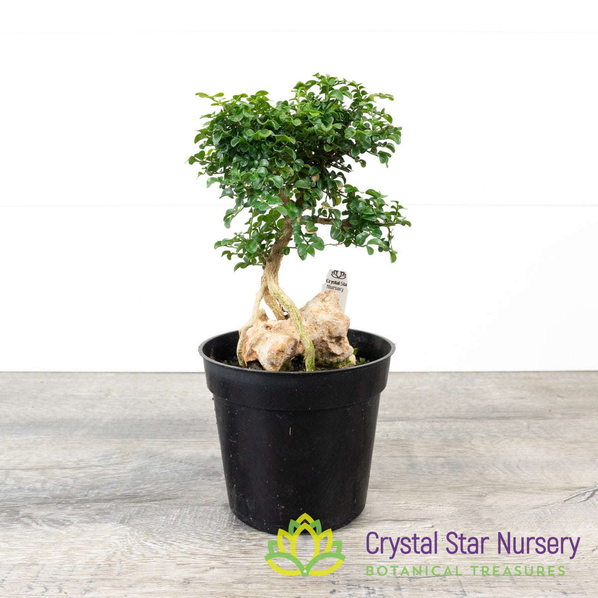 Murraya Paniculata Dwarf Root Over Rock Pre-Bonsai
