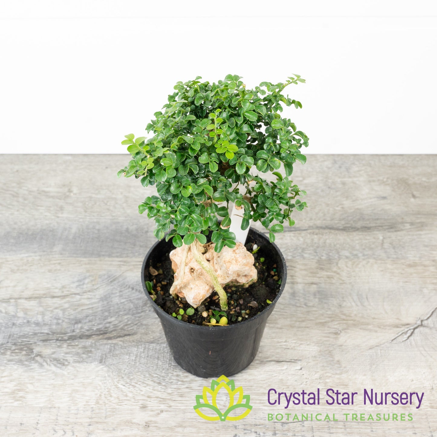 Murraya Paniculata Dwarf Root Over Rock Pre-Bonsai
