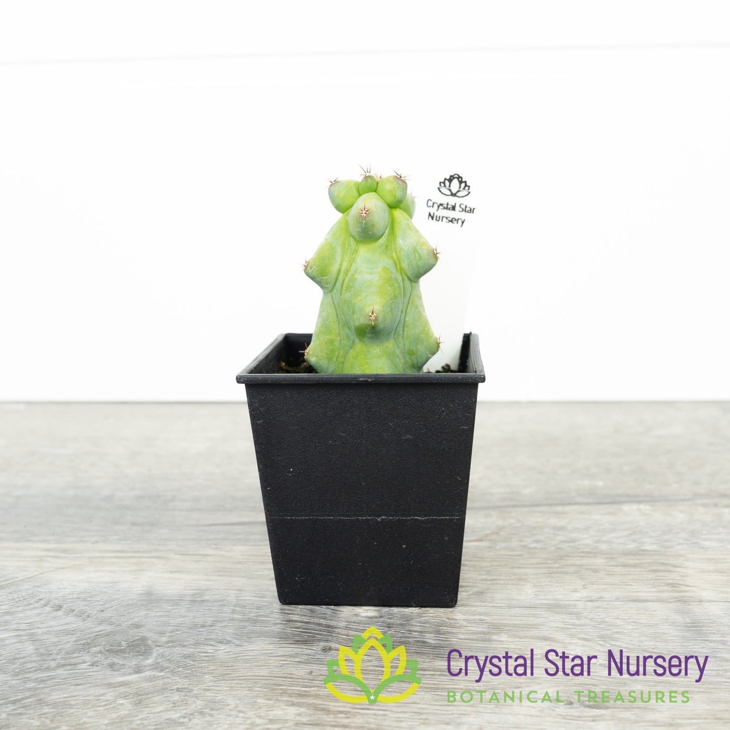 Myrtillocactus Geometrizans Cv. Fukurokuryuzinboku