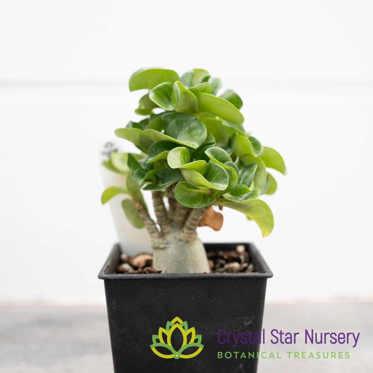 Adenium Arabicum DHA