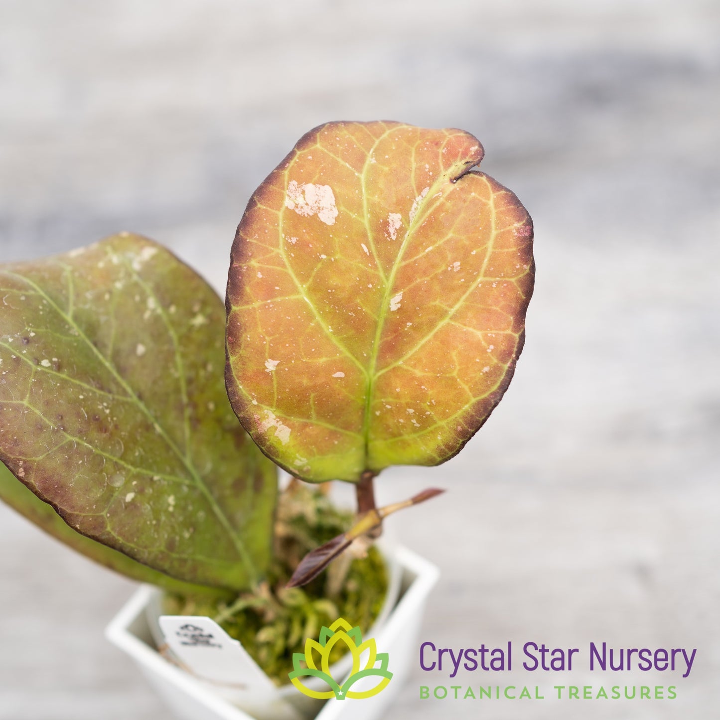 Hoya AH041 (H. noelle x H. vitellina)