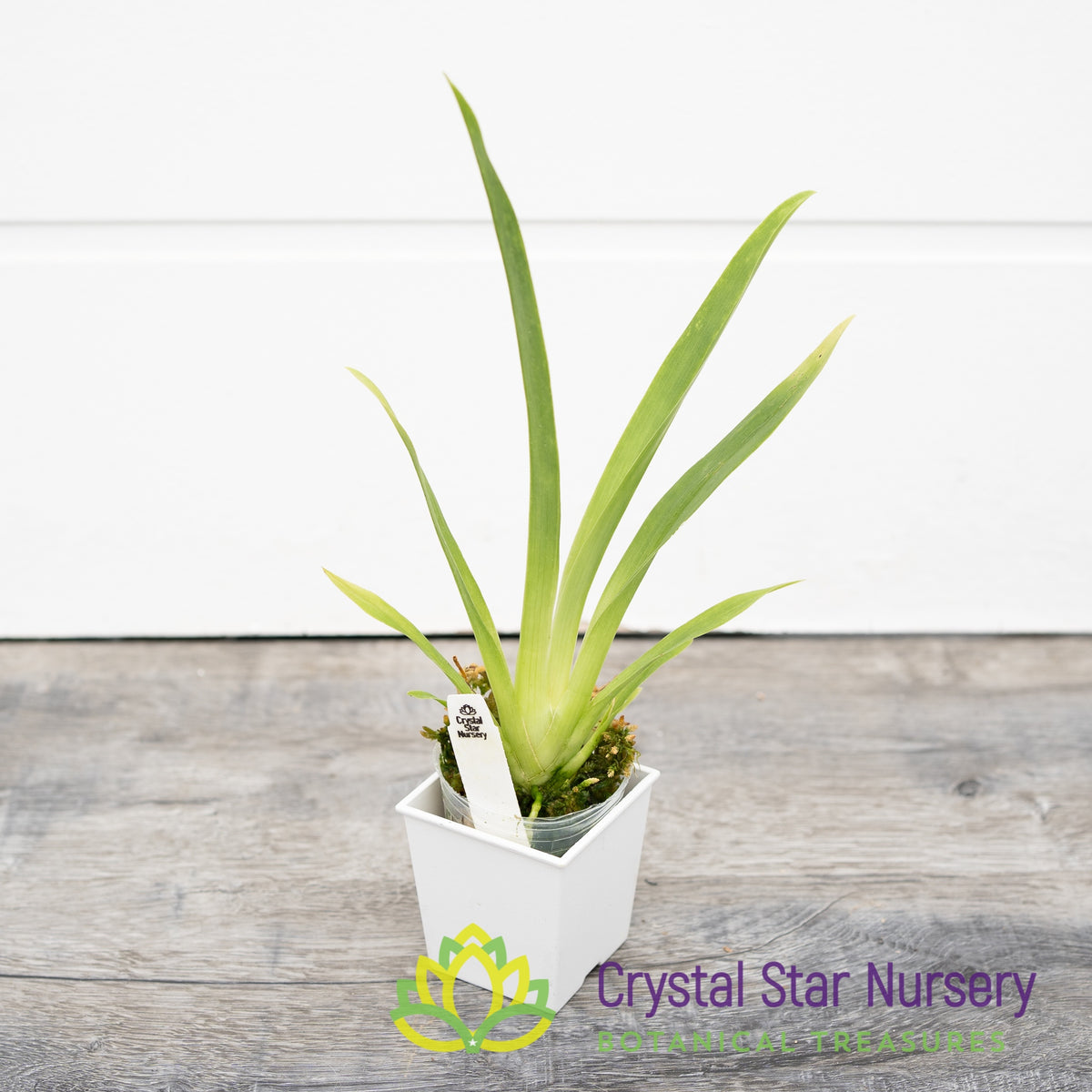 Miltoniopsis Lila Fearneyhough &#39;Ethel&#39; (H949)