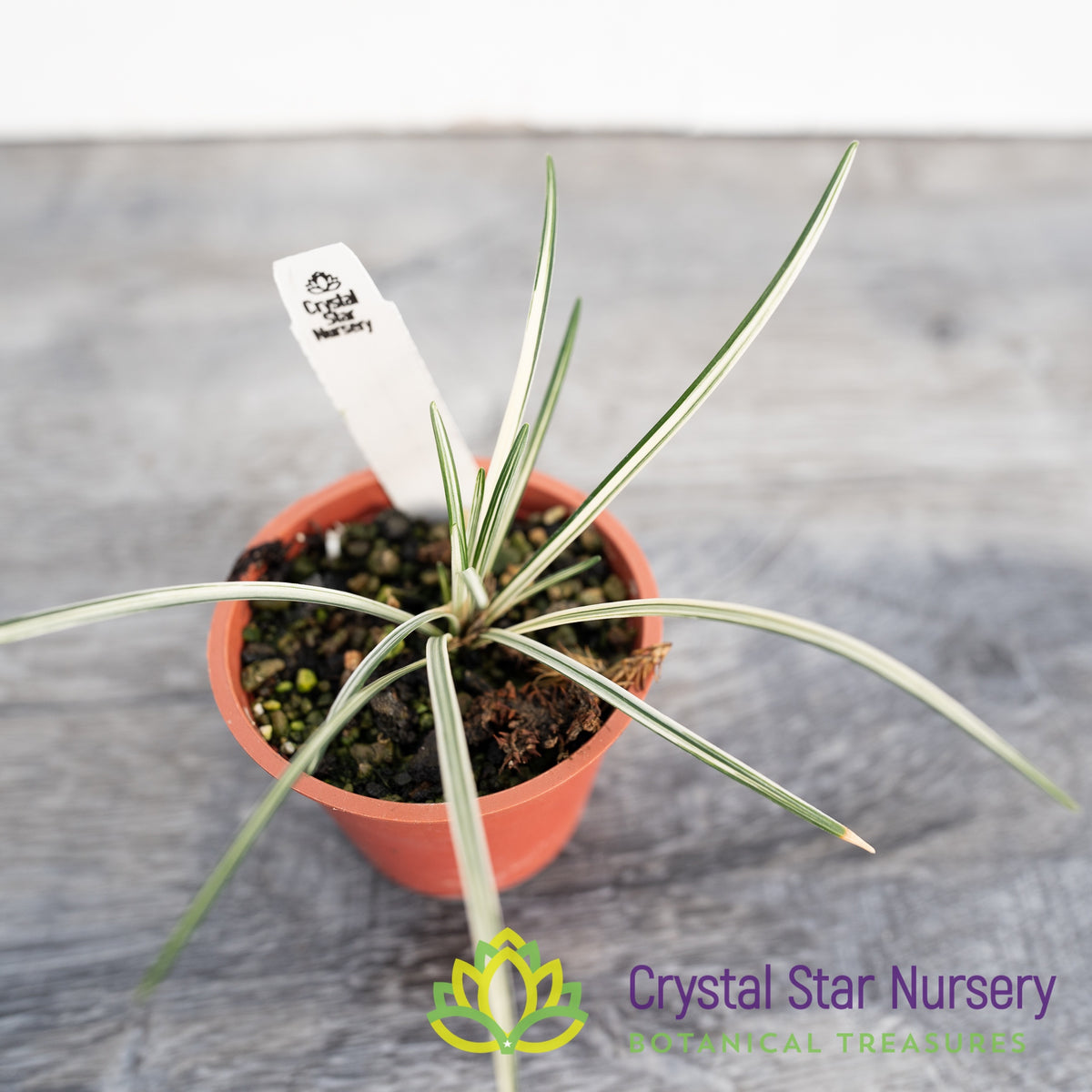 Ophiopogon Planiscapus Variegated