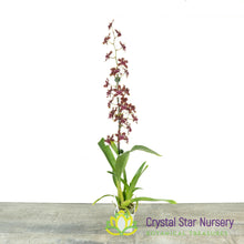 Oncidium Aka baby 'Raspberry Chocolate' AM/AOS (H997)