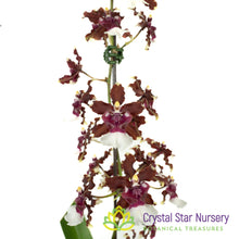 Oncidium Aka baby 'Raspberry Chocolate' AM/AOS (H997)