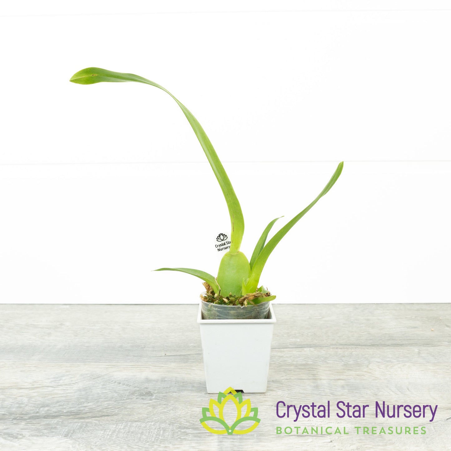 Oncidium Aka baby 'Raspberry Chocolate' AM/AOS (H997)