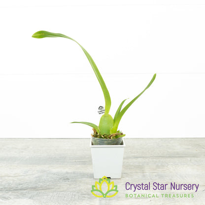Oncidium Aka baby 'Raspberry Chocolate' AM/AOS (H997)