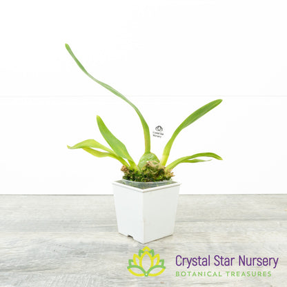 Oncidium Aloha Kapoho (H999)