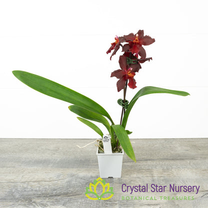 Oncidium Aloha Kapoho (H999)