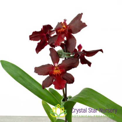 Oncidium Aloha Kapoho (H999)