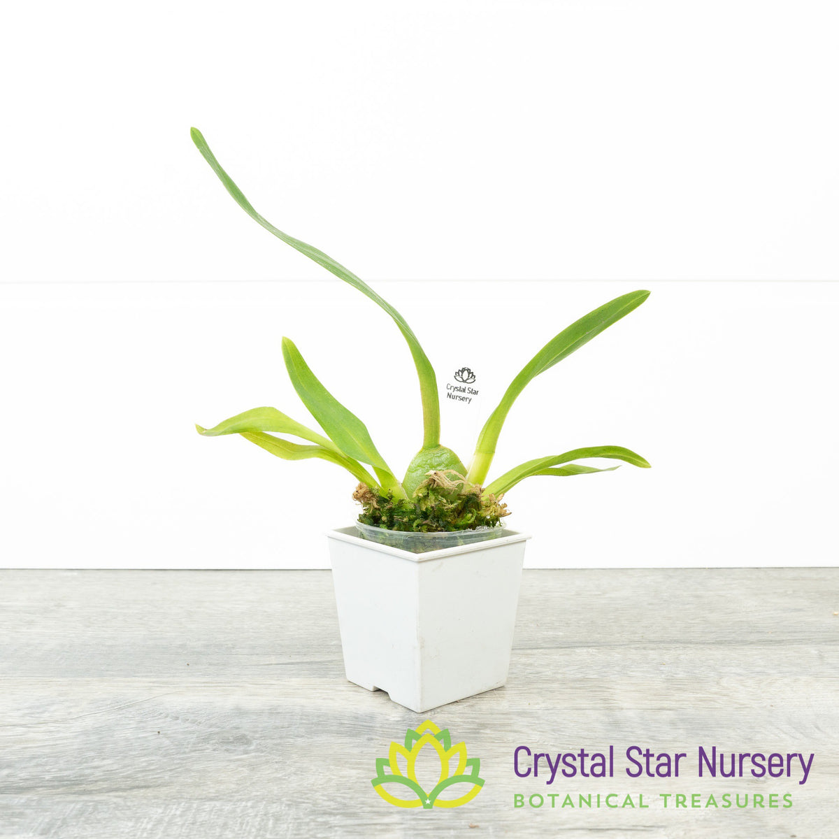 Oncidium Aloha Kapoho (H999)
