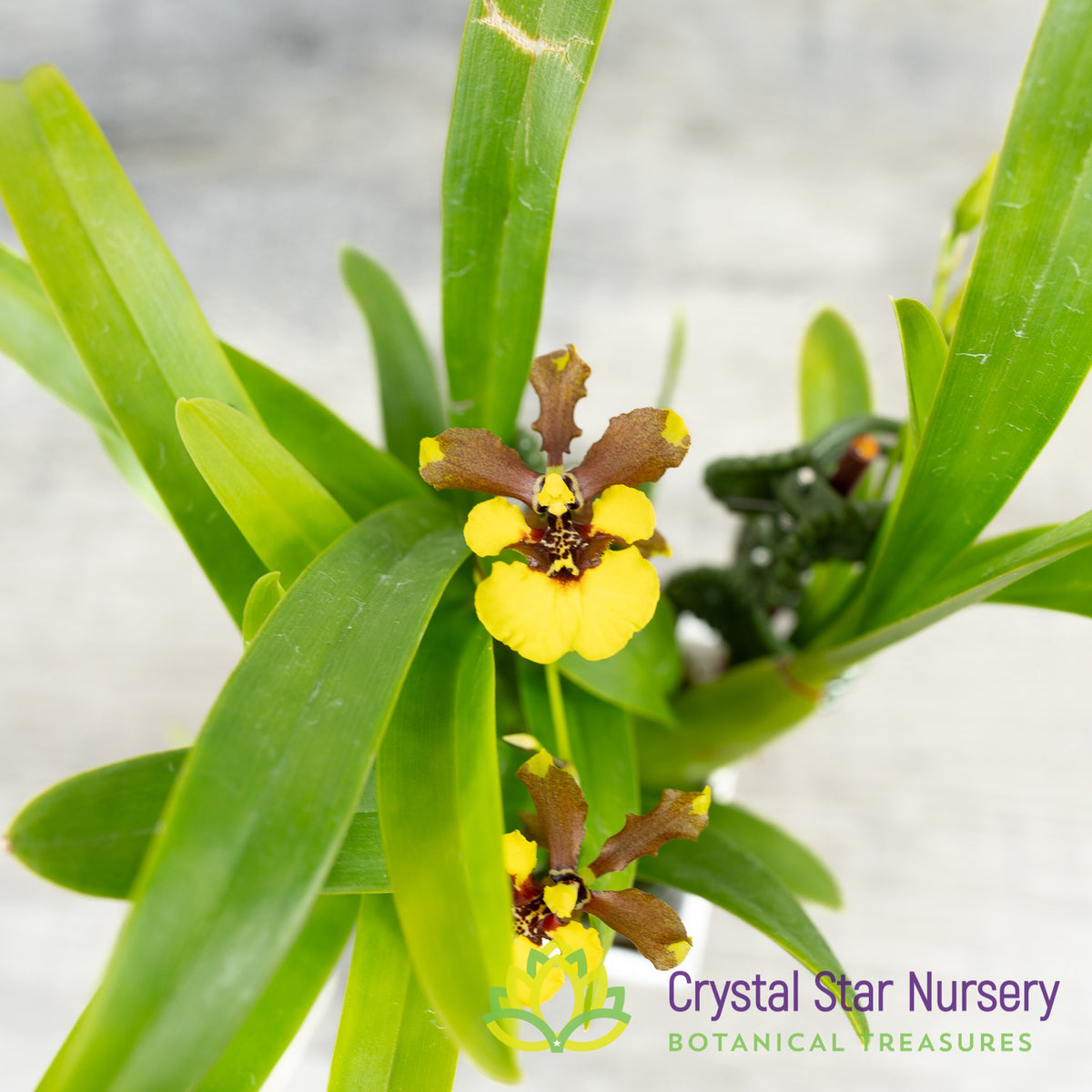 Oncidium Croesus (OM55)