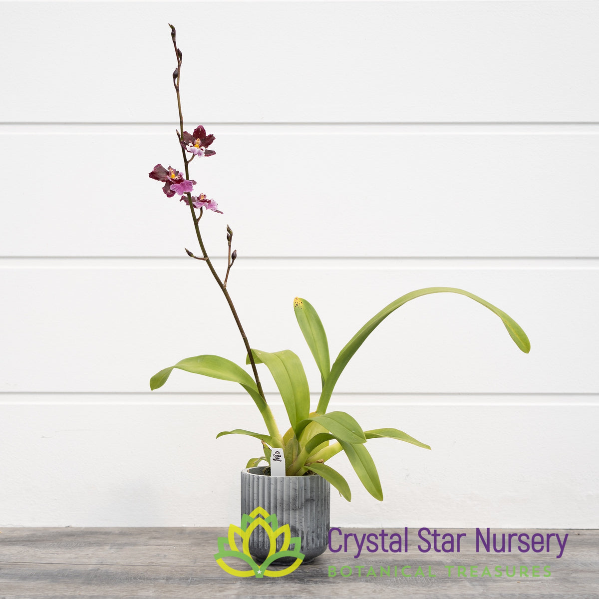 Oncidium Guann Shin Sakurai (ONC-07)