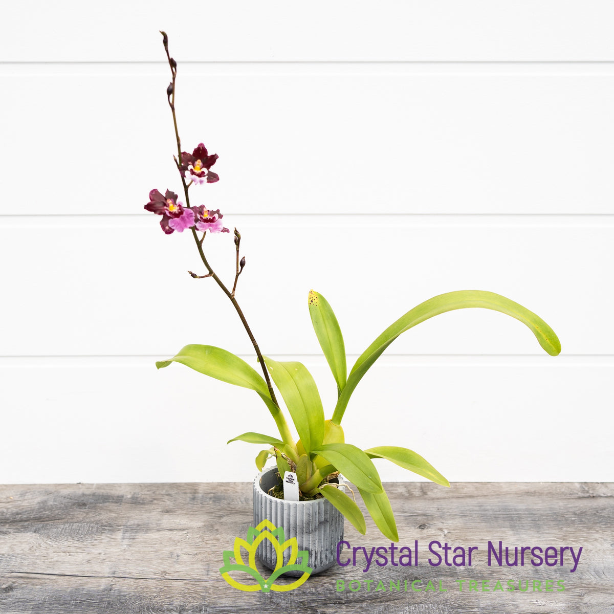 Oncidium Guann Shin Sakurai (ONC-07)