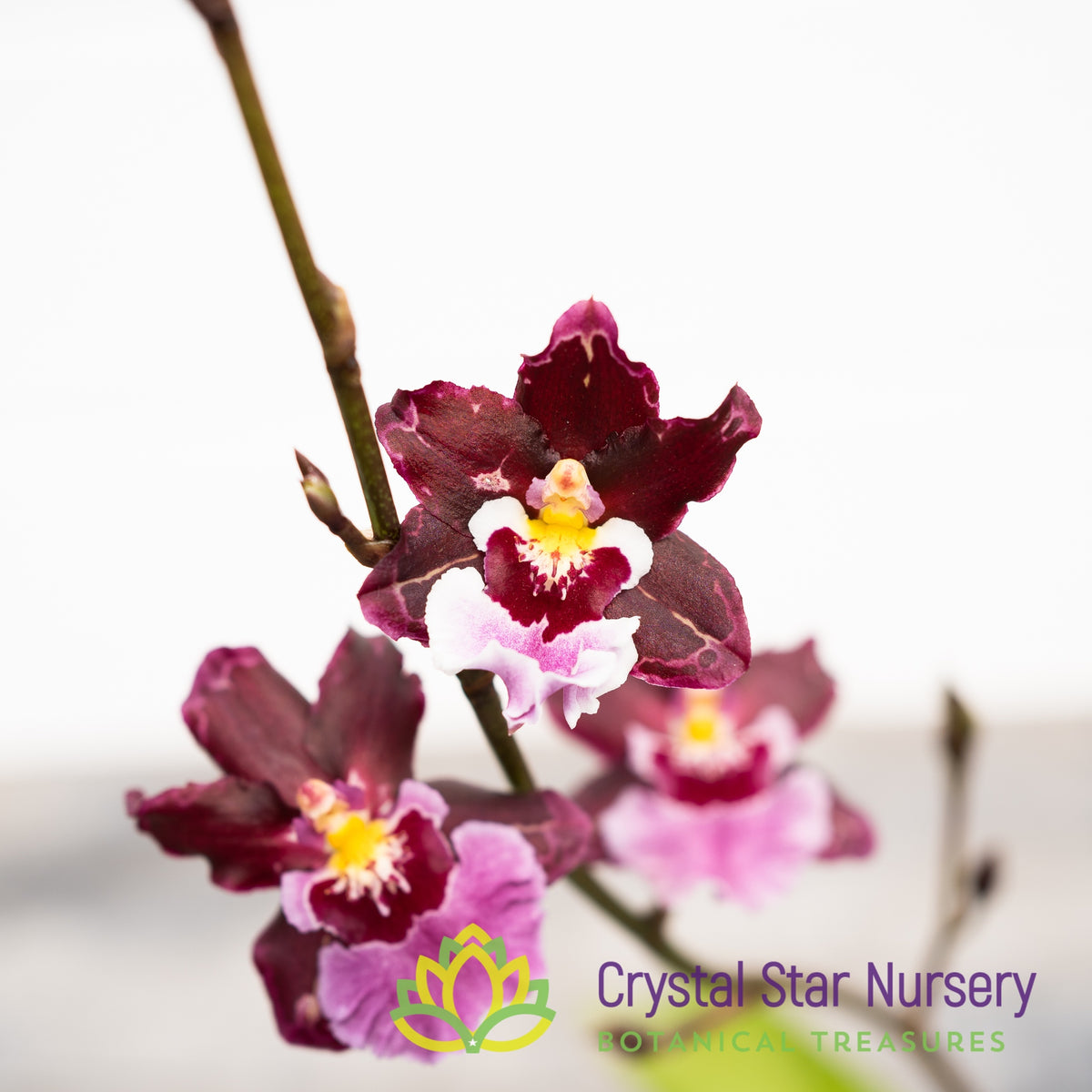 Oncidium Guann Shin Sakurai (ONC-07)