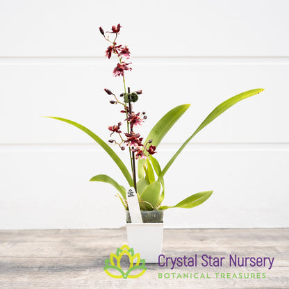 Oncidium Jairak Fragrance 'Ruby Doll' (ONC-04)