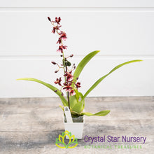 Oncidium Jairak Fragrance 'Ruby Doll' (ONC-04)