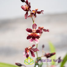 Oncidium Jairak Fragrance 'Ruby Doll' (ONC-04)