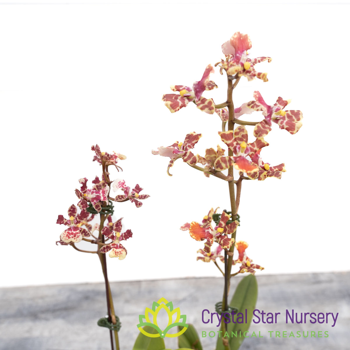 Oncidium Maui Gold x Splendium
