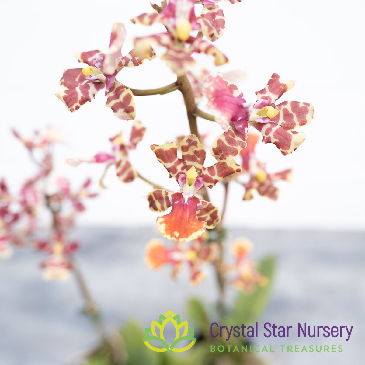 Oncidium Maui Gold x Splendium