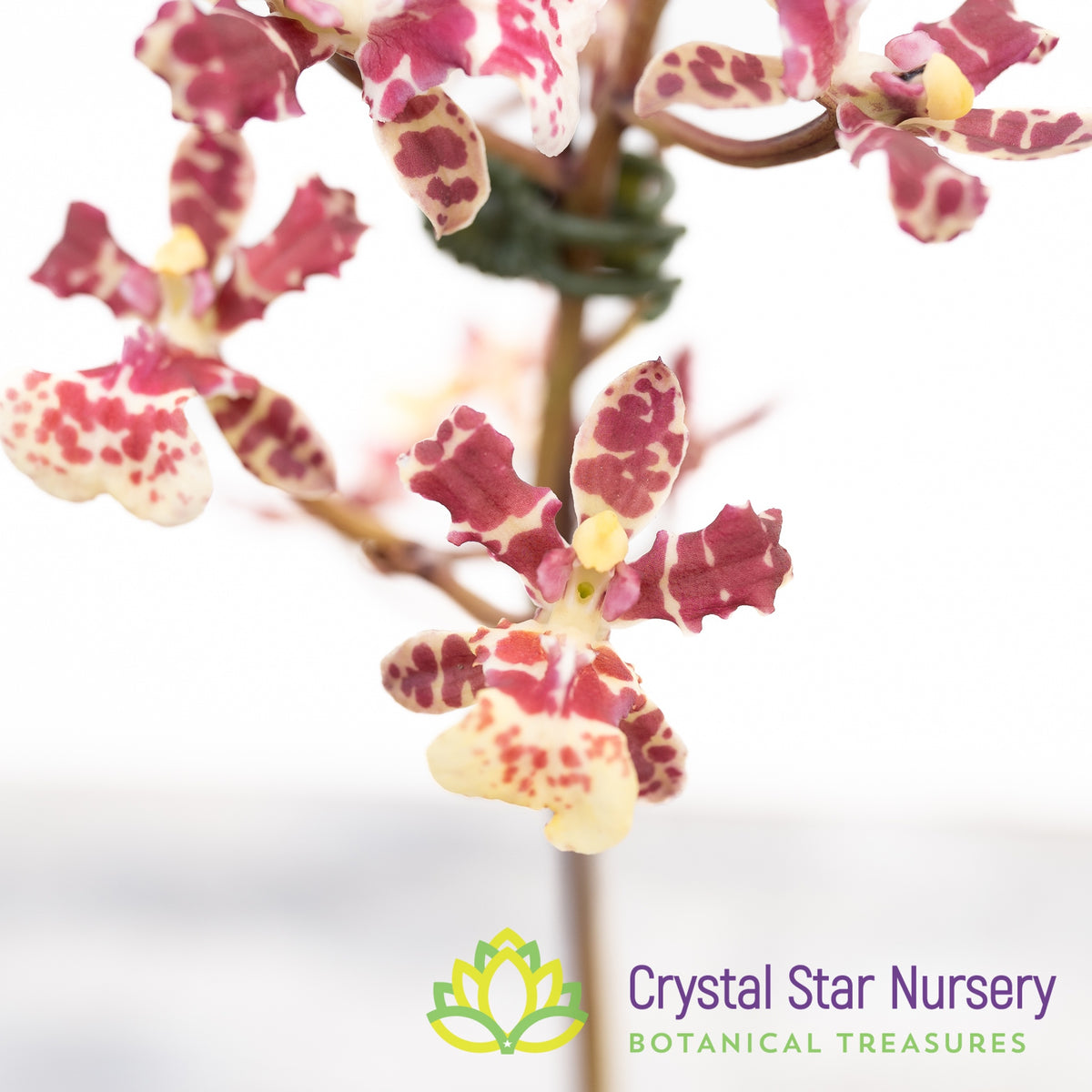 Oncidium Maui Gold x Splendium